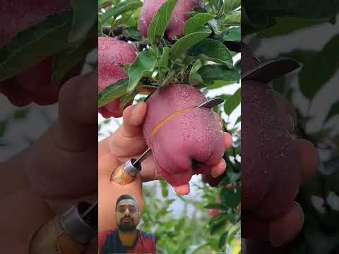 Delicious Red Apple cutting skills #fruit #farming101 #fruitcutting #farming #satisfying