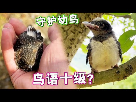 当你听懂鸟语，很容易发现躲藏的幼鸟，把它送到安全的地方【天下一场梦】