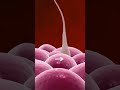 How FERTILIZATION Happens Process Of FERTILIZATION 3D Animation