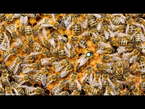 ABC of the apiary part 8 - family overview