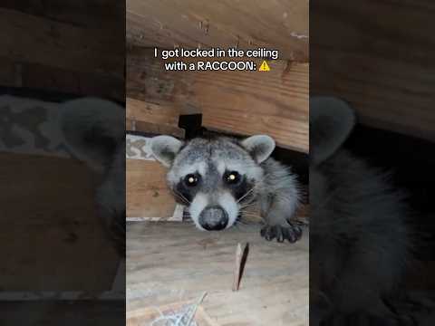 A raccoon attacked me and gave me rabies: