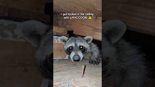 A raccoon attacked me and gave me rabies: