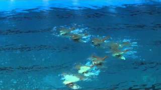 Dolphin cards Synchro Dolphin Fun
