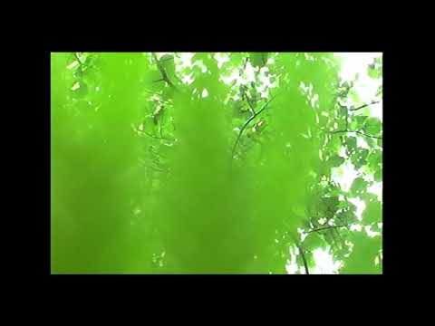 Onokio - szeptuchy (Official Visualizer)