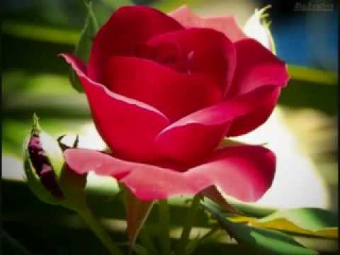 CORPO E FAMÍLIA - DANIEL SOUZA