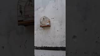 Pardo MDC75