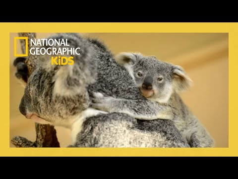 Super Animals Full Episode 💥 | Amazing Aussies 🇦🇺🐨 | @natgeokids