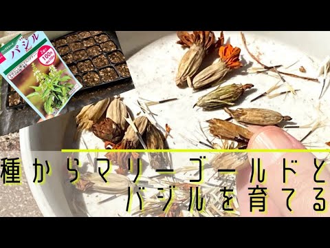 なぜマリーゴールドを庭に植えるのですか？おばあちゃんのヒントを見つけてください！  庭園