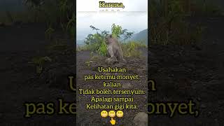 Download lagu Cara Biar Tidak Diserang Monyet | Monyet Galunggung #shorts #galunggung #monyet mp3 Download lagu Cara Biar Tidak Diserang Monyet | Monyet Galunggung #shorts #galunggung #monyet mp3