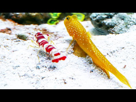 Yellow Watchman Goby and Candy Stripe Pistol Shrimp Pair