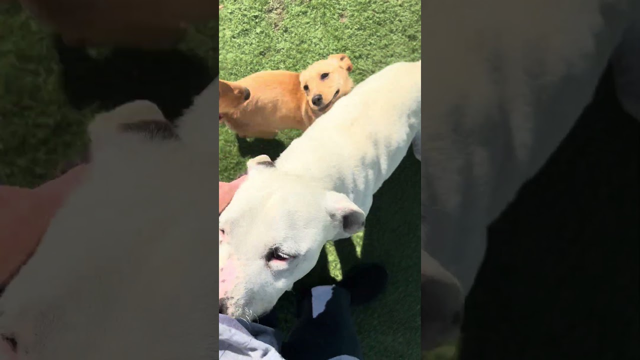 Enlarge MILO , a ADOPTABLE mixed breed in Wasco, CA video 5/5