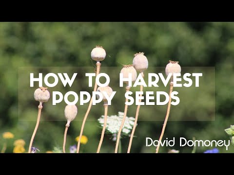 YouTube video about: Can birds eat poppy seeds?