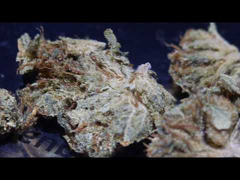 True OG - Strain Review