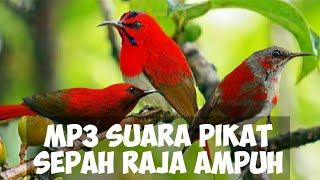 Download lagu MP3 Suara Pikat Sepah Raja | Ampuh mp3 Download lagu MP3 Suara Pikat Sepah Raja | Ampuh mp3