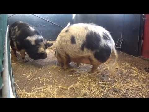 Kinderboerderij dieren - Een half uur lang