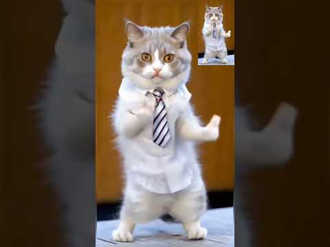 Cats new song dance || S thaman | Neeraja kona | #hocusfocus #dance