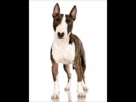 Bull Terrier