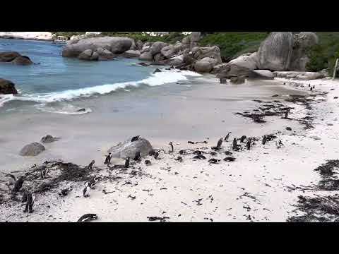 African Penguins in Boulder’s Beach, South Africa!