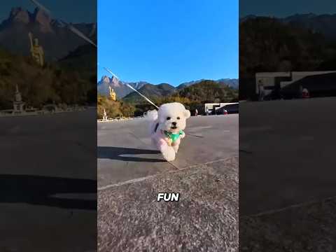 Her busy day at the park 🐾 #dogs #shorts