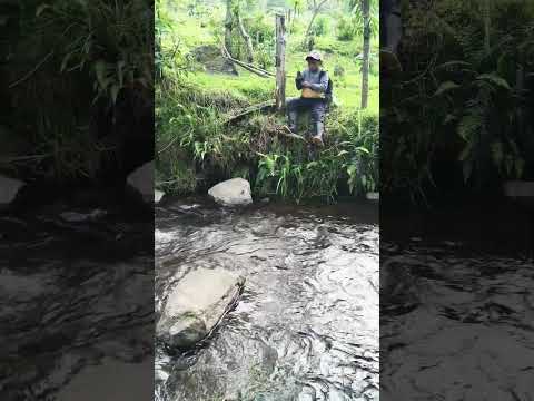 pescando en quebrada molino Totoro cauca #fishinglive #fishing #lineadepesca