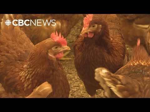 Avian flu cases spike at at least 5 Fraser Valley poultry farms