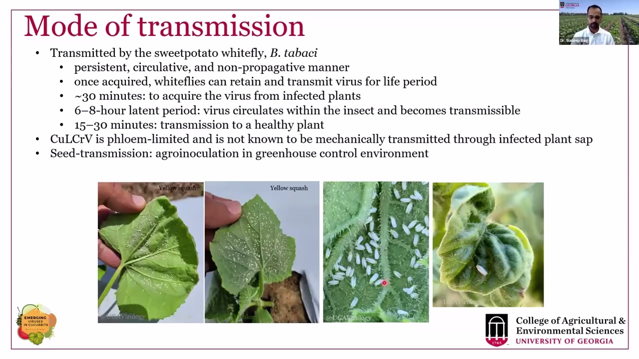 Cucurbit Leaf Crumple Virus (CuLCrV), EVCWG (2026)
