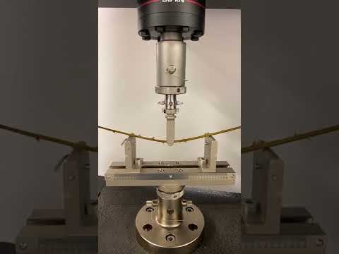 A 3-point Bending Test of Multiflora Rose Stem Using Instron Universal Testing Machine | Dr. Al-Zube