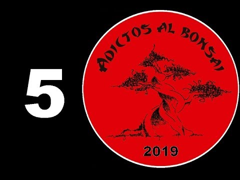 BONSAI / Bonsái PARA PRINCIPIANTES CURSO / EXPOSICIÓN ADICTOS AL BONSAI 2019 CHIPIONA 5 盆栽展