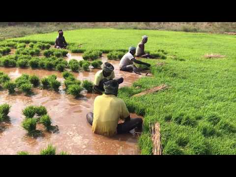 , title : 'How Rice is Made : Step by Step Growing Rice Paddy Farming, South India'