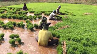 How Rice is Made : Step by Step Growing Rice Paddy Farming, South India