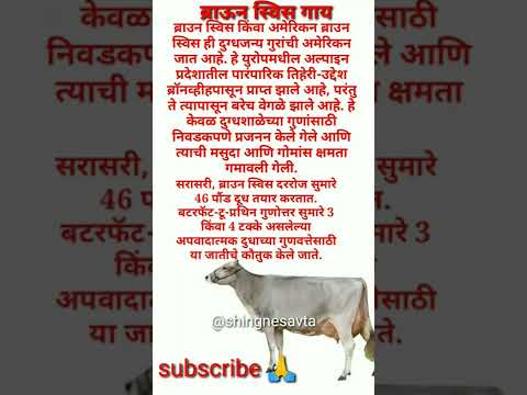 , title : 'the brown Swiss cattle breed || American प्रजाती #shorts #viral #cow'