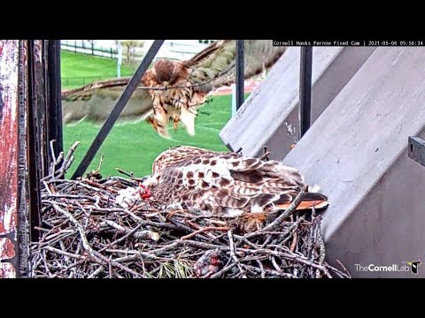 Big Red Swoops In For Changing Of The Guard At #CornellHawks Nest – May 6, 2021