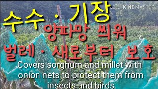 인슐린 수수ㆍ기장을 양파망 씌워 벌레ㆍ새로부터  보호 Covers sorghum and millet with…