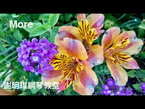 「夢一般的愛」"More"，謝明琪鋼琴教室 Michelle Lin Piano Studio Presents