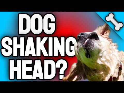Why Do Dogs Shake Their Heads 7 Warning Signs 😱