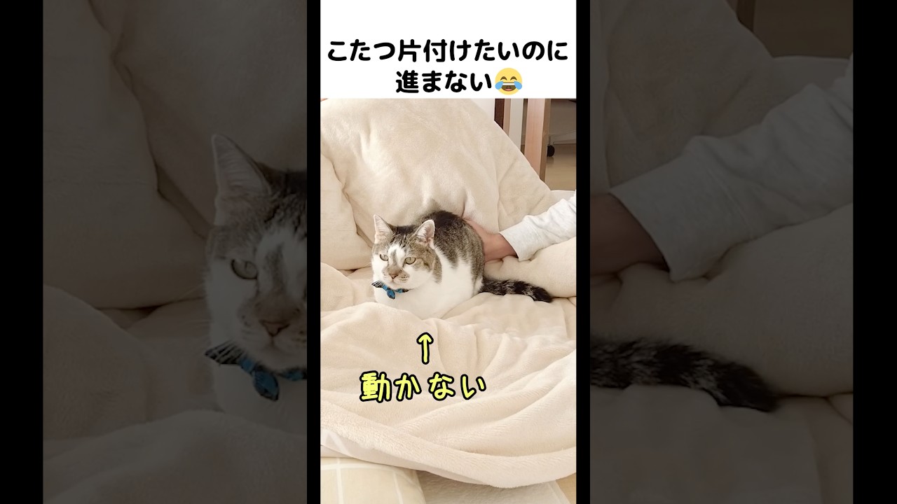 んもぉ...しょうがないなぁ🤭💕（デレデレ） #元野良猫のささみとホルン #猫 #cat