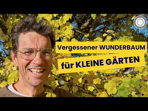 ESSBARER HAUSBAUM für kleinere Gärten, RAUPENFUTTERPFLANZE - Acer campestre – Heimischer Feldahorn