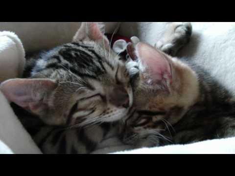 Bengal Kittens Sleeping -Day 1