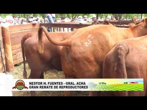 Néstor Hugo Fuentes   Gral  Acha - Gran remate de reproductores