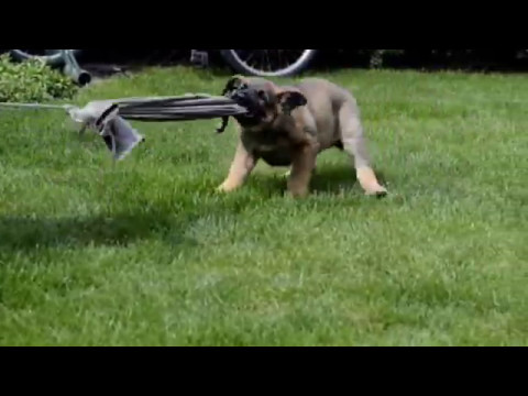 Puppy Rega Suché Lazce x Extreme Orex Aykmar