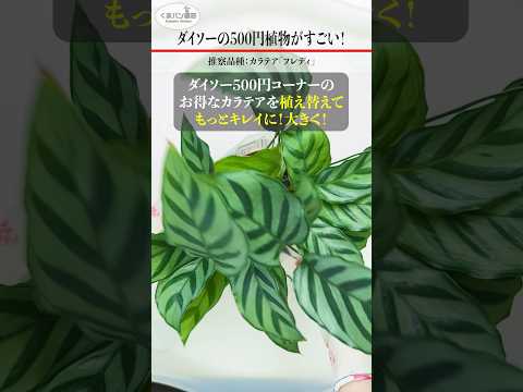 園芸 孔雀の植物、カラテア