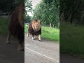 Pride Lion Walking In Road