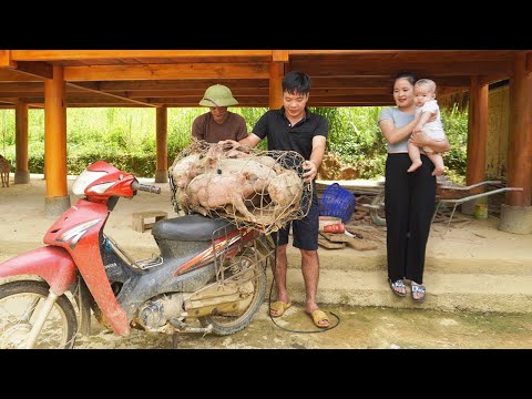 [FULL VIDEO] 30 days happy family farm, selling piglets, harvest fruit go to market sell