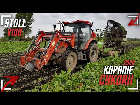 ⭐Kopanie cykorii 2020⭐🔥stoll v100🔥 CYKORIA S.A.