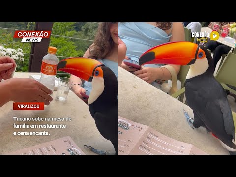 Vídeo: Tucano sobe na mesa de família em restaurante e cena encanta.