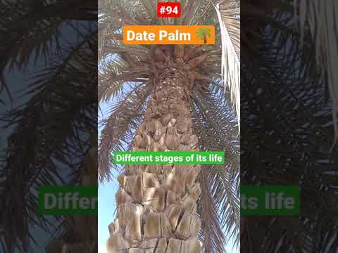 , title : 'Growth Cycle of #DatePalm or any other #Palm #patience #care #Phoenixdacttlifera #Arecaceae #Desert'