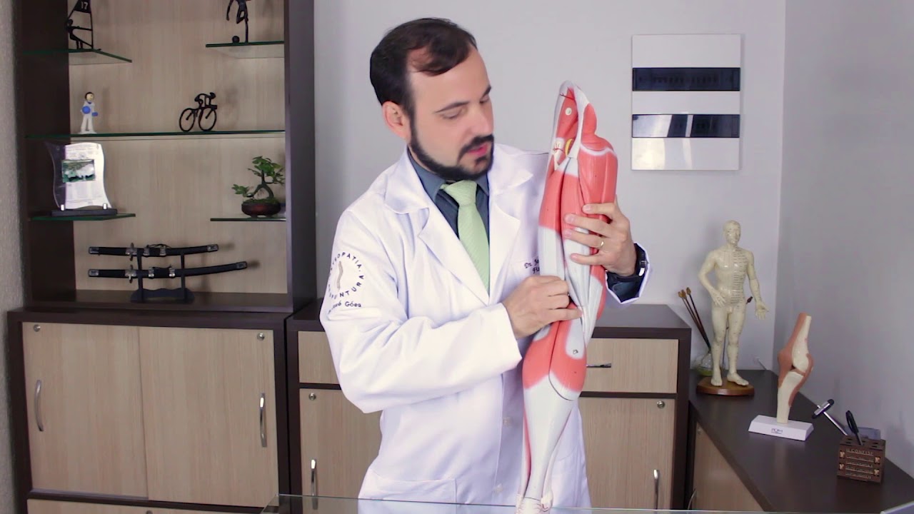 Anatomia Humana   Músculo Membro Inferior   PRÁTICA