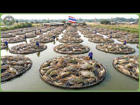 Amazing Thai Farming Produces 200 Million Tons of Farm Products – Massive Modern Agriculture