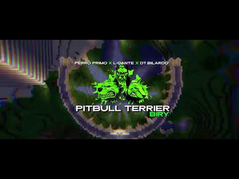 PITBULL TERRIER BIRY - (perro primo) -L-GANTE❌ DT.BILARDO -