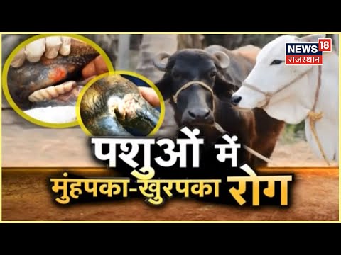 Foot-and-Mouth Disease In Animals | पशुओं को खुरपका-मुंहपका रोग से बचने के उपाय, जानिए | Annadata